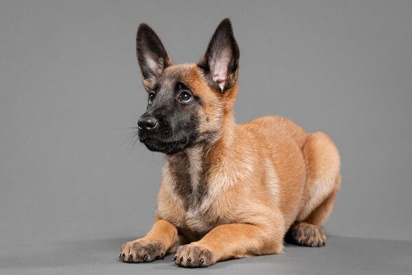 Chiot, chien, ami de l homme