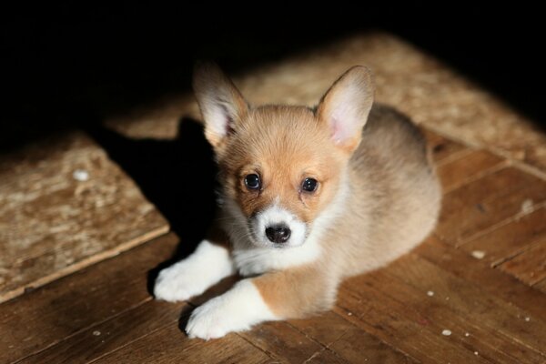 Petit chiot mignon se trouve sur le sol
