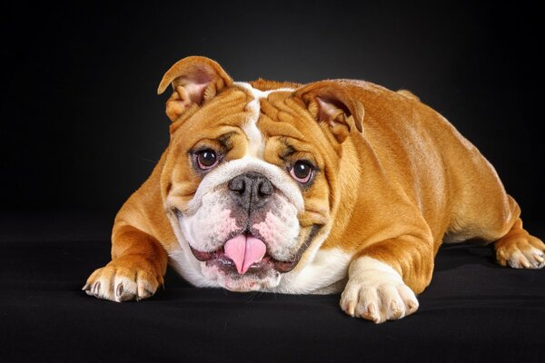 Freundlicher Blick eines Mops-Welpen