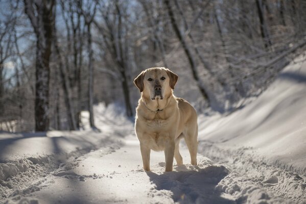Cane su una passeggiata nella foresta invernale