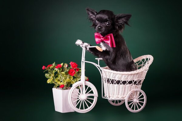 Cane nero che va in bicicletta