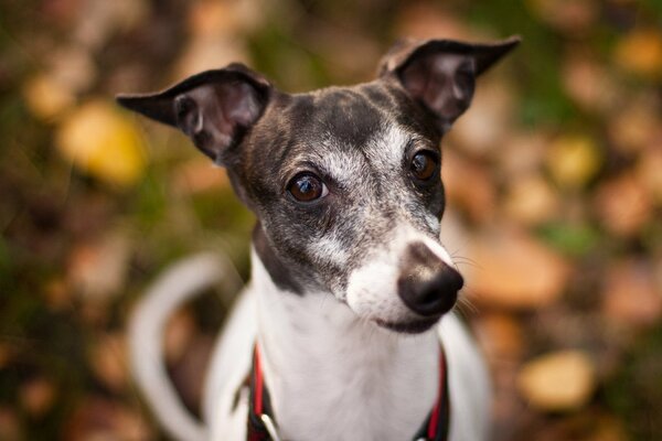 A dog walks in the park in autumn