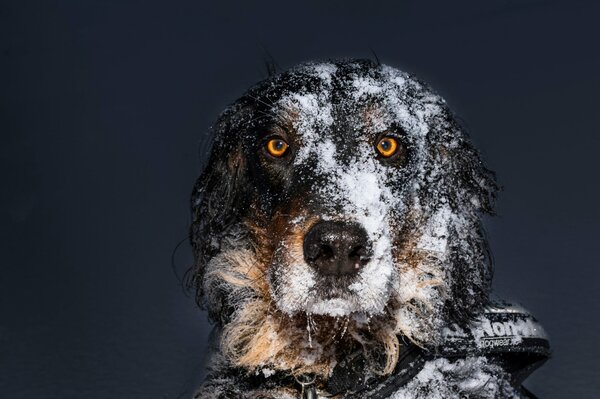 Un cane nella neve guarda dritto