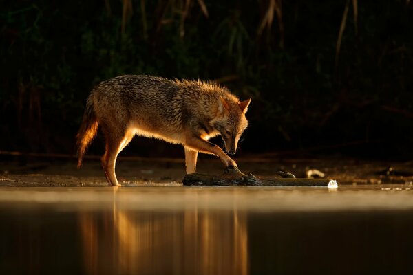 Chacal en el reflejo del agua