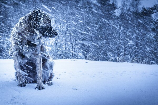 A dog on the background of a winter blizzard