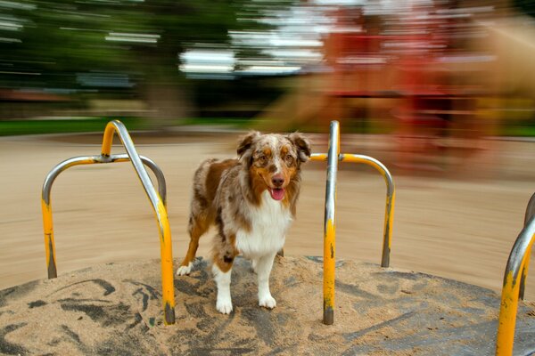 Un cane con il suo posatoio aspetta il suo amico affamato probabilmente