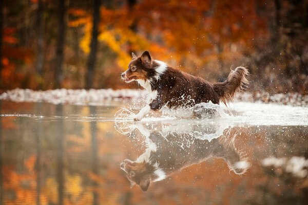 Chien chocolat court sur l eau dans la forêt d automne