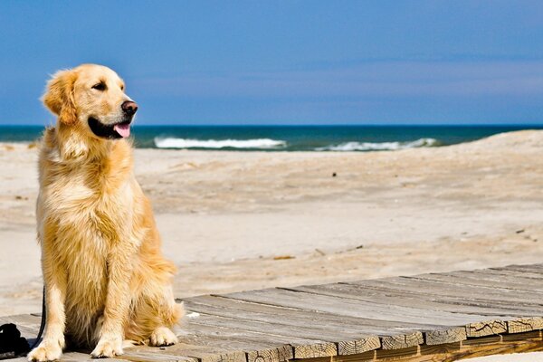 Chien doré sur une plate-forme en bois au bord de la mer