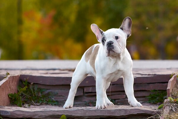 Der traurige freundliche Blick des Hundes