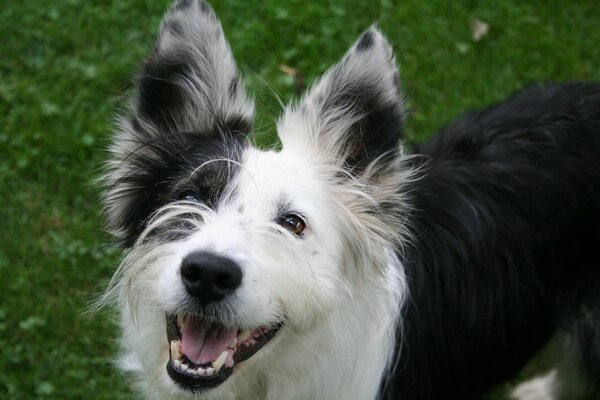 Chien noir et blanc souriant ludique