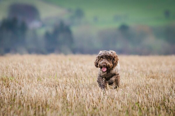Jogging sur le terrain en marchant