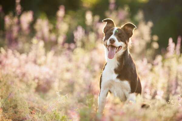 Buntes Foto des Hundes, Sommer