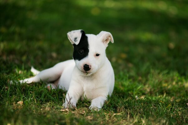 Cute puppy on the grass