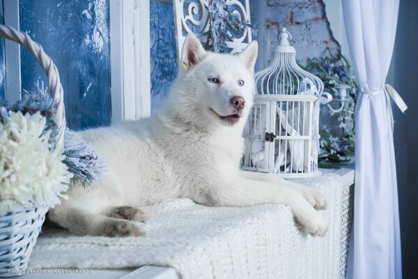 White husky with a funny face