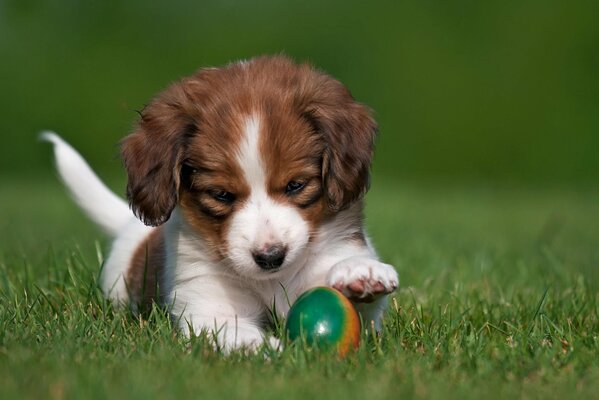 The puppy is playing a ball cute and beautiful I want to hug