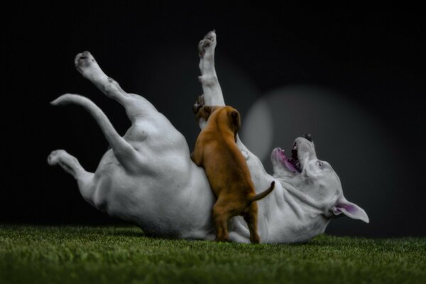 Dog play on the lawn