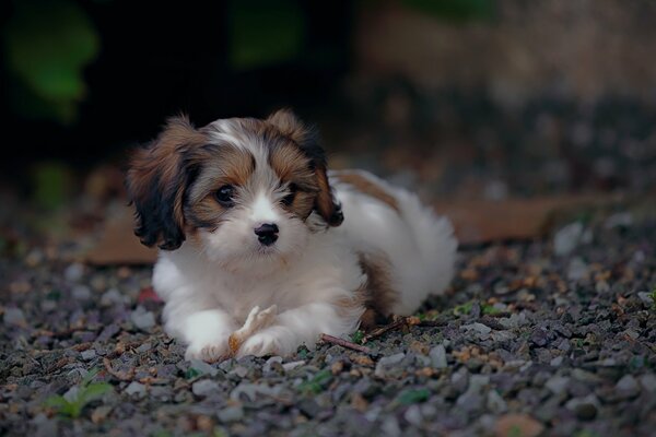 Der Hund liegt und schaut nach links