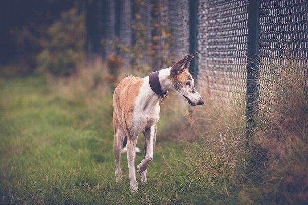 A dog walking along the fence