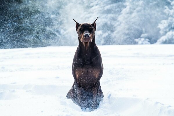 Doberman hiver dans la neige