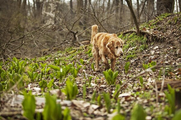 Chien de chasse courir à travers la forêt