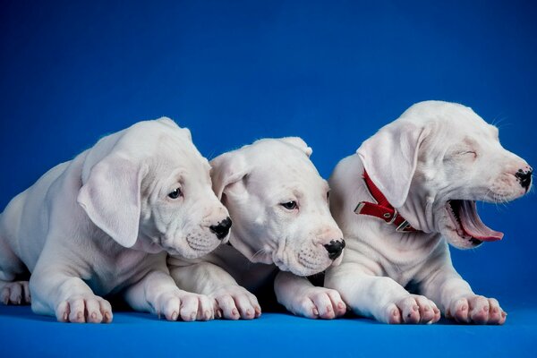 Drei Hunde liegen auf blauem Grund