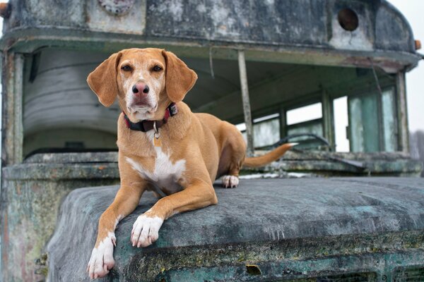 Photo d un chien roux sur le capot d une vieille voiture