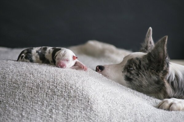 Chien regardant un chiot endormi