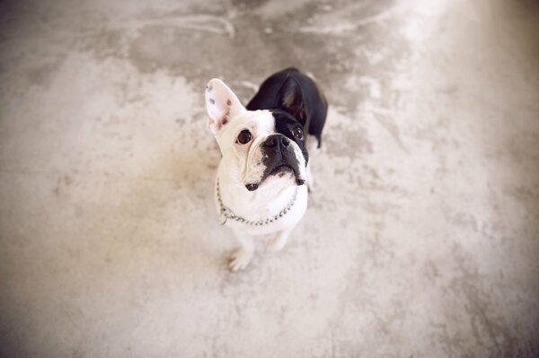 Cane bulldog francese