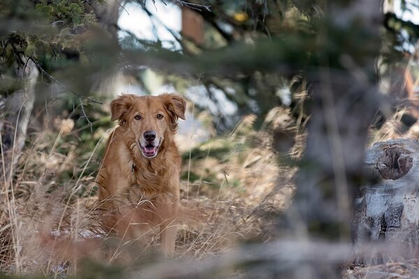 Roter Hund läuft durch den Wald