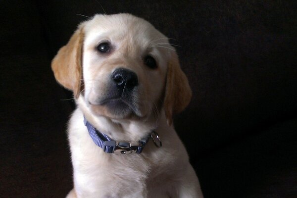 Petit chiot blanc sur fond noir