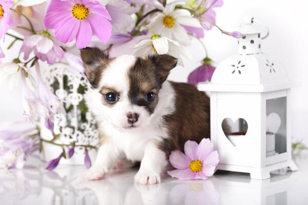 A chihuahua puppy next to a lantern and flowers
