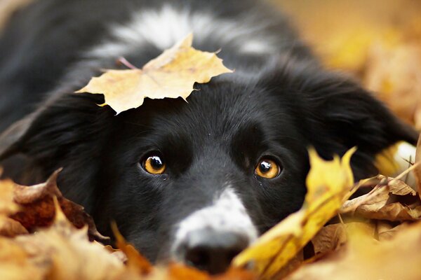 Schwarzer Hund mit Herbstblatt auf dem Kopf