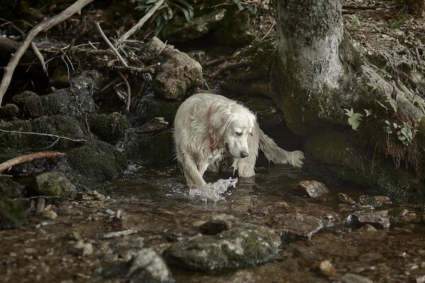 Weißer zottiger Hund am Bach