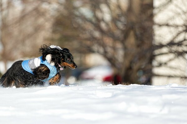 Perro corriendo en la nieve