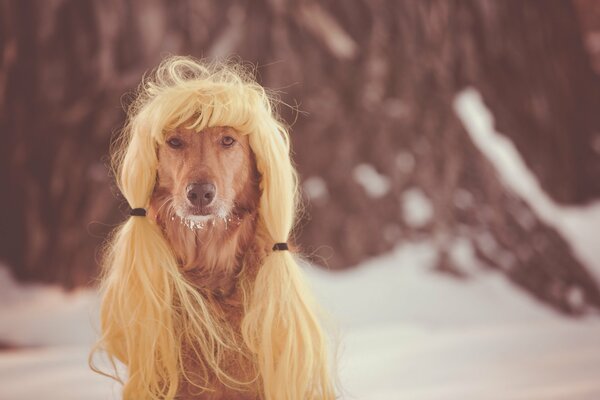 A dog with a beautiful hairstyle similar to a wig