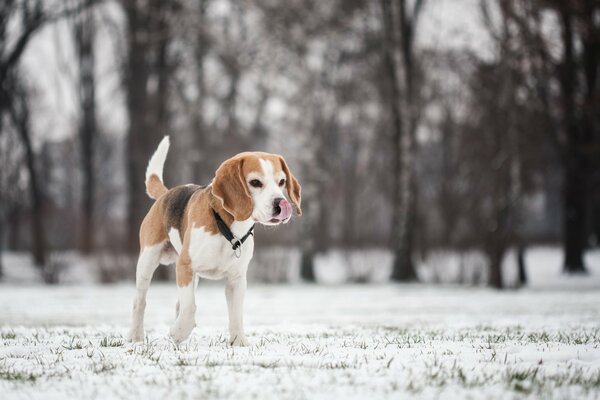 Cane Beagle amico dell uomo