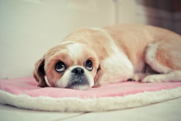 Chien avec de grands yeux sur le lit