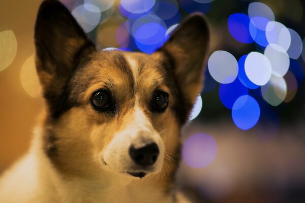 Bokeh rêve d un délicieux OS