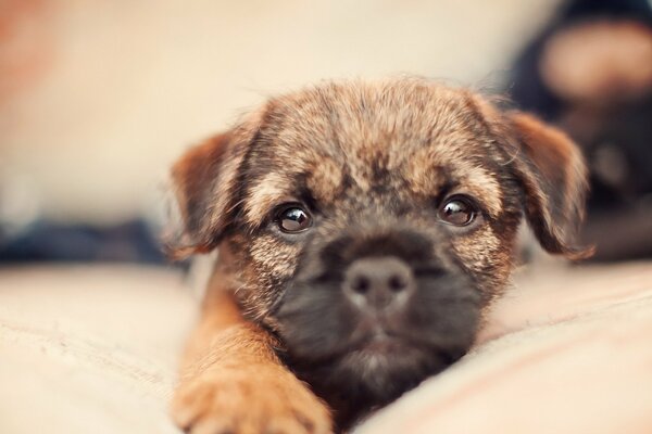 A small puppy with an outstretched paw