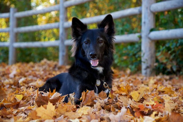 Un cane nero giace tra un mucchio di foglie