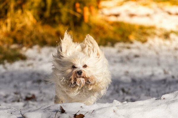 Sabachka läuft interessant durch den Schnee