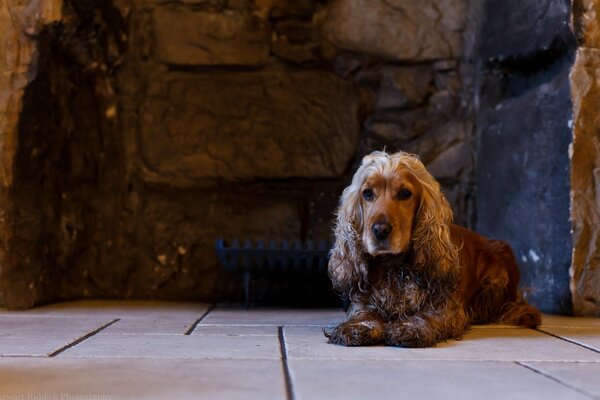 Cane marrone sdraiato sul pavimento