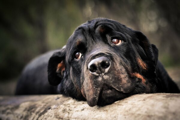 Rottweiler muzzle with sad eyes