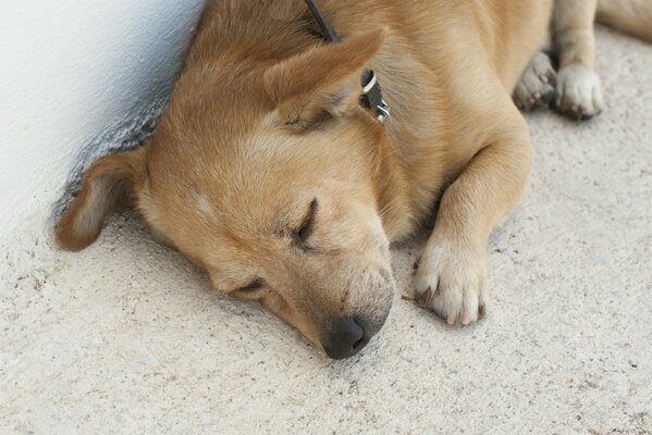 Cute red dog is sleeping