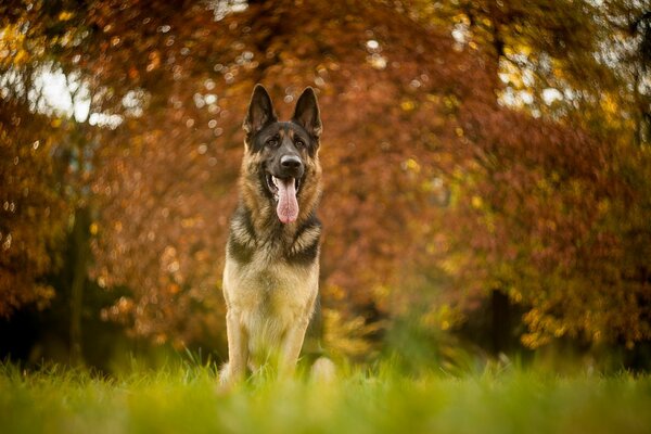 Perro en el fondo del bosque de otoño