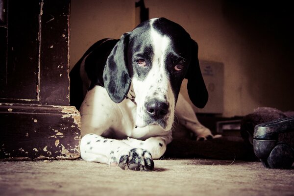Sguardo amichevole e devoto del cane