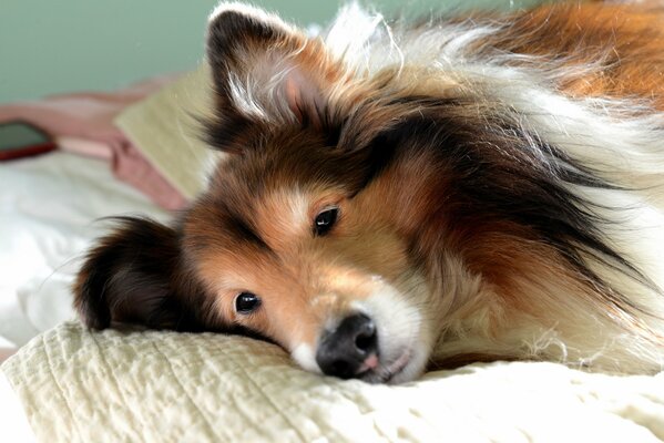 Collie se acuesta pensativamente en la cama