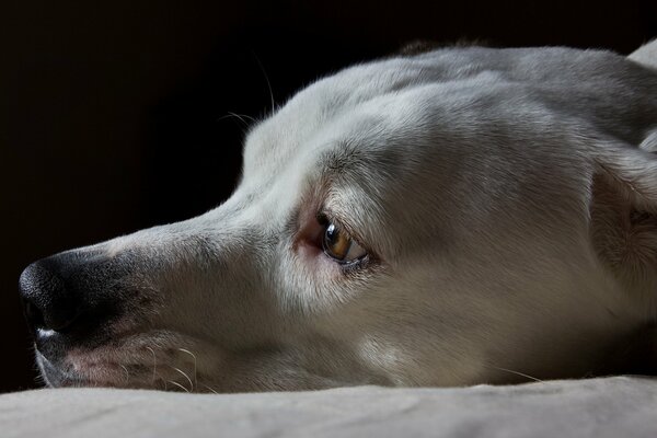 Regard triste d un chien blanc