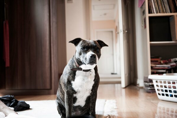 En la habitación hay un perro grande con un collar