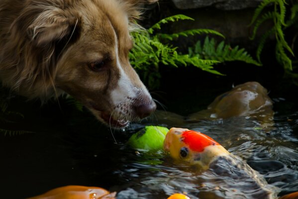 Il muso del cane raggiunge il pesce